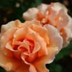 Rosa Just Joey stamroos 110 cm kale wortel