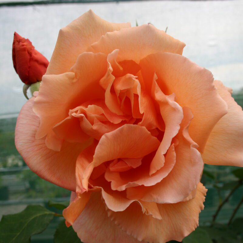 Rosa Just Joey stamroos 110 cm kale wortel