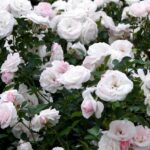 Rosa Aspirin Rose stamroos 60/90 cm in pot