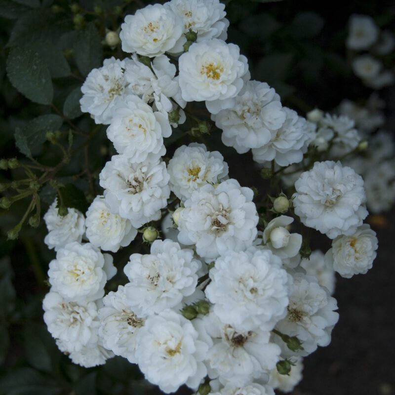 Rosa Guirlande D'Amour stamroos 110 cm kale wortel