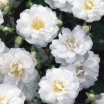 Rosa Guirlande D'Amour stamroos 110 cm kale wortel