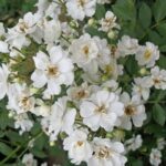 Rosa Guirlande D'Amour stamroos 110 cm kale wortel