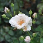 Rosa Guirlande D'Amour stamroos 110 cm kale wortel