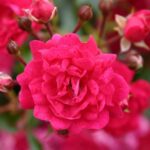 R Fairy Queen stamroos 90 cm kale wortel