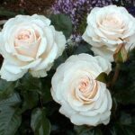 R Auckland Metro stamroos 110 cm kale wortel