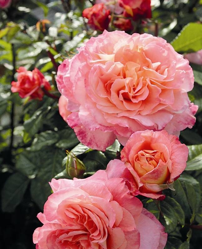 Rosa Augusta Louise stamroos 60 cm