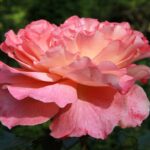 Rosa Augusta Louise stamroos 60 cm