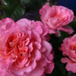 Rosa Augusta Louise stamroos 60 cm