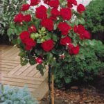 R Dame de Coeur stamroos 80 cm kale wortel