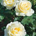 R Elina stamroos 90/100 cm in pot