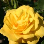 R Friesia stamroos 90/100 cm in pot