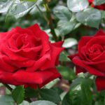 R Ingrid Bergman stamroos 110cm kale wortel