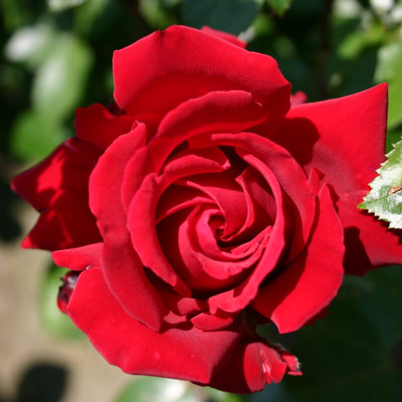 R Ingrid Bergman stamroos 110cm kale wortel