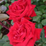 R Ingrid Bergman stamroos 110cm kale wortel