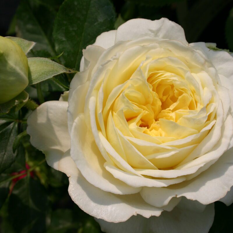 R Kronprinsesse Mary stamroos 80/100 cm in pot