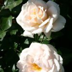 R Lions Rose stamroos 80/90 cm kale wortel