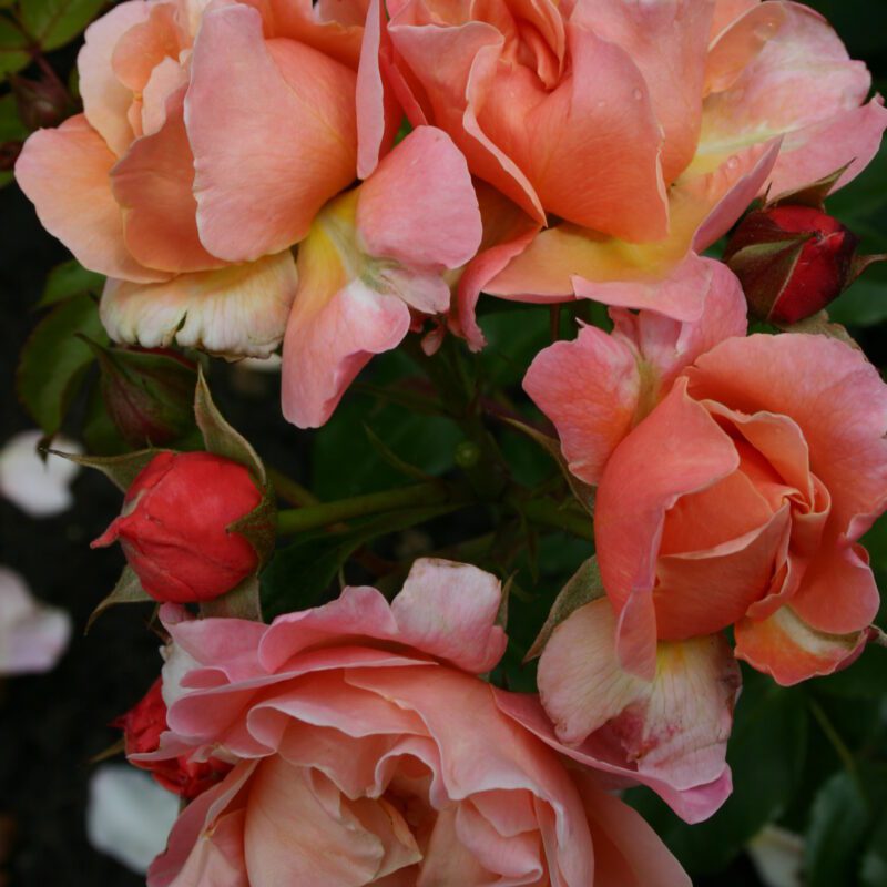 R Marie Curie stamroos 90/100 cm in pot