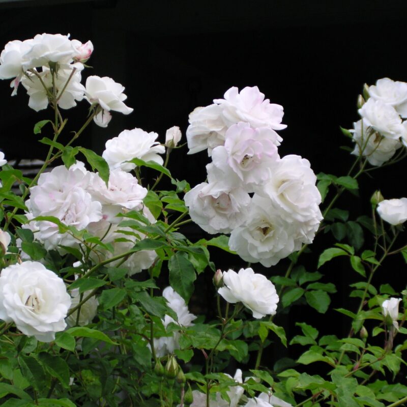 R Schneewittchen stamroos 125 cm kale wortel