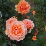 R Ashram in 4 liter pot