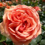 R Ashram in 4 liter pot