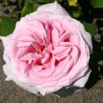 Rosa Frederic Mistral 4 liter pot