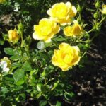 R Yellow Fairy in pot