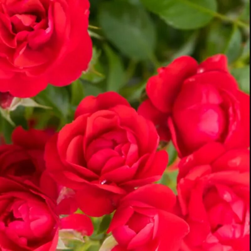 Rosa 'Cherry Bonica' in 4 liter pot