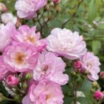 Klimroos 'Lavende Siluetta' in 4 liter pot