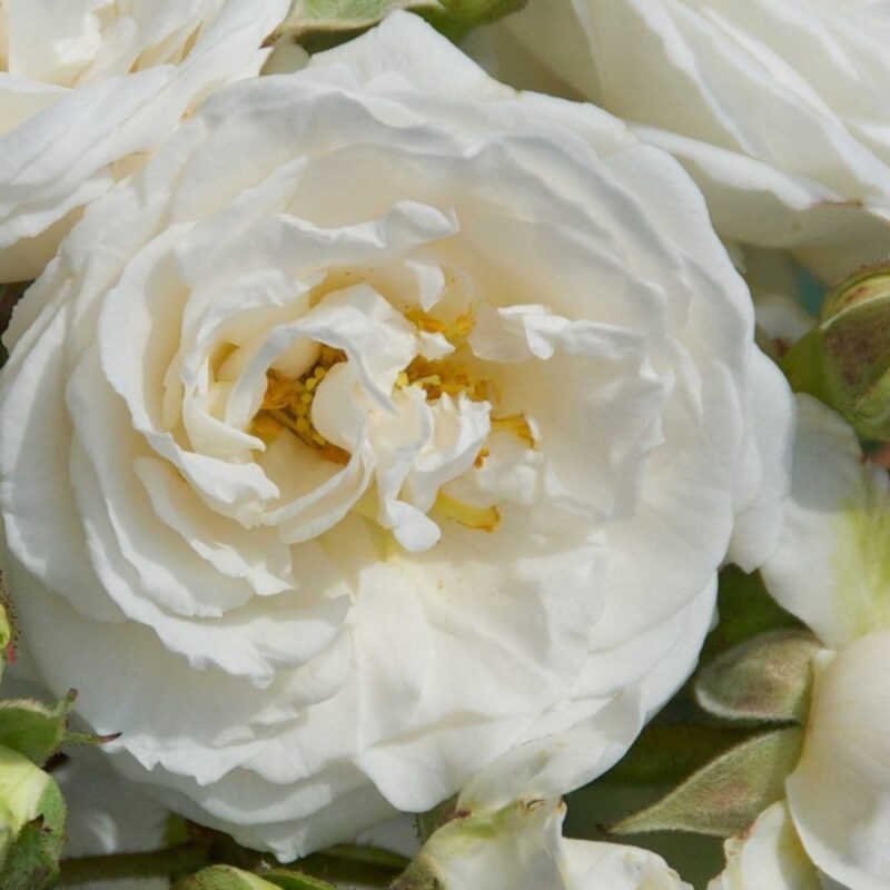 Rosa 'Perfume Dreams' in 4 liter pot