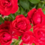 Rosa 'Cherry Bonica' in 4 liter pot