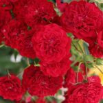 Klimroos 'Crimson Siluetta' in 4 liter pot