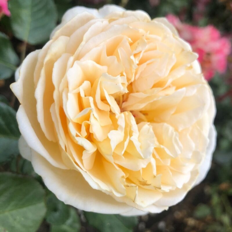 Rosa 'Marzipan' in 4 liter pot