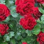 Rosa Mushimara in 4 liter pot