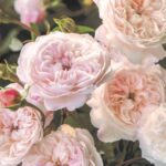 Rosa 'The Albrighton Rambler' in 4 liter pot