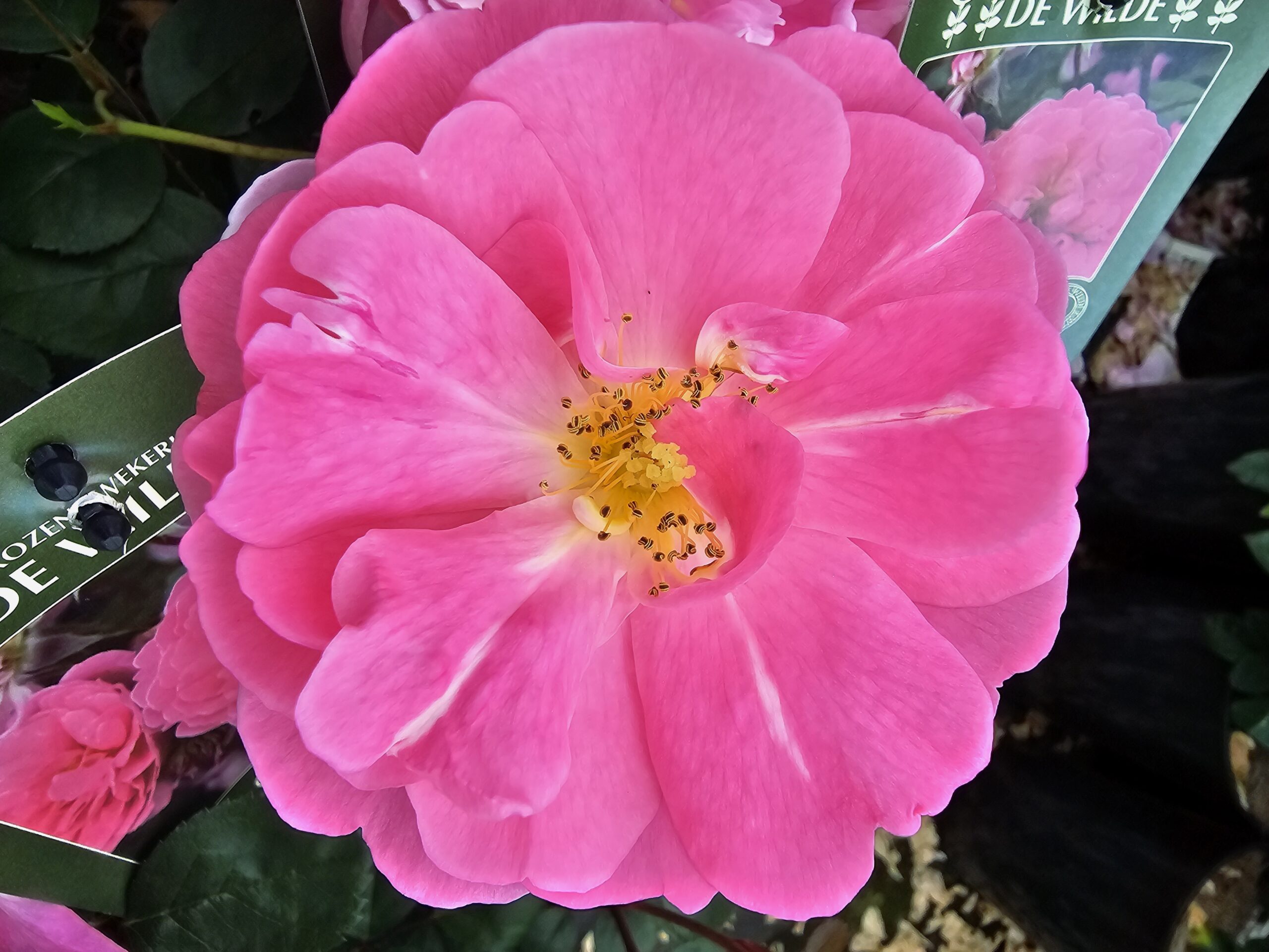 Rosa Maya in 4L pot - Betoverende Rozen