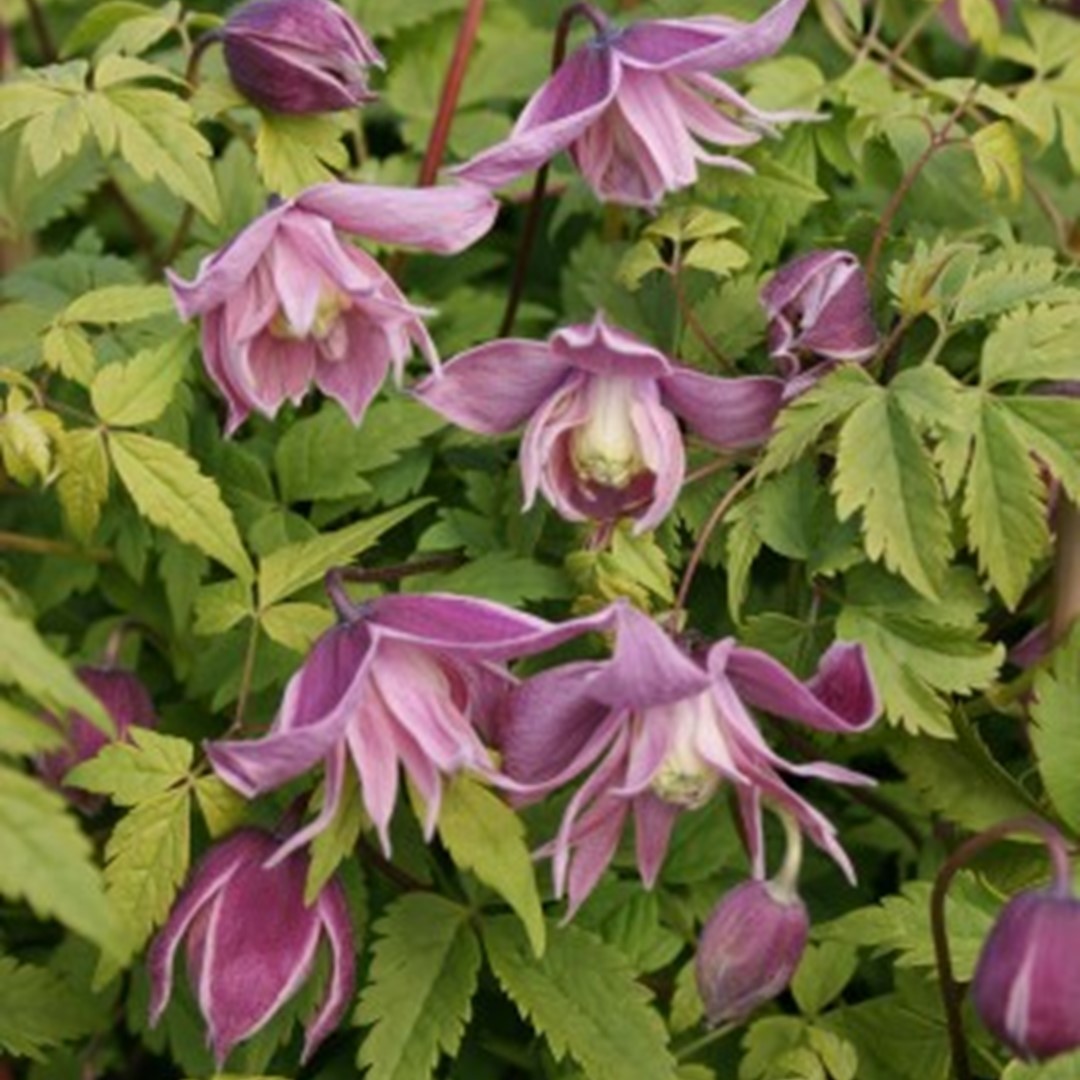 Clematis Markhams Pink