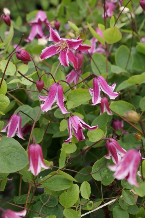 Clematis Etoile Rose