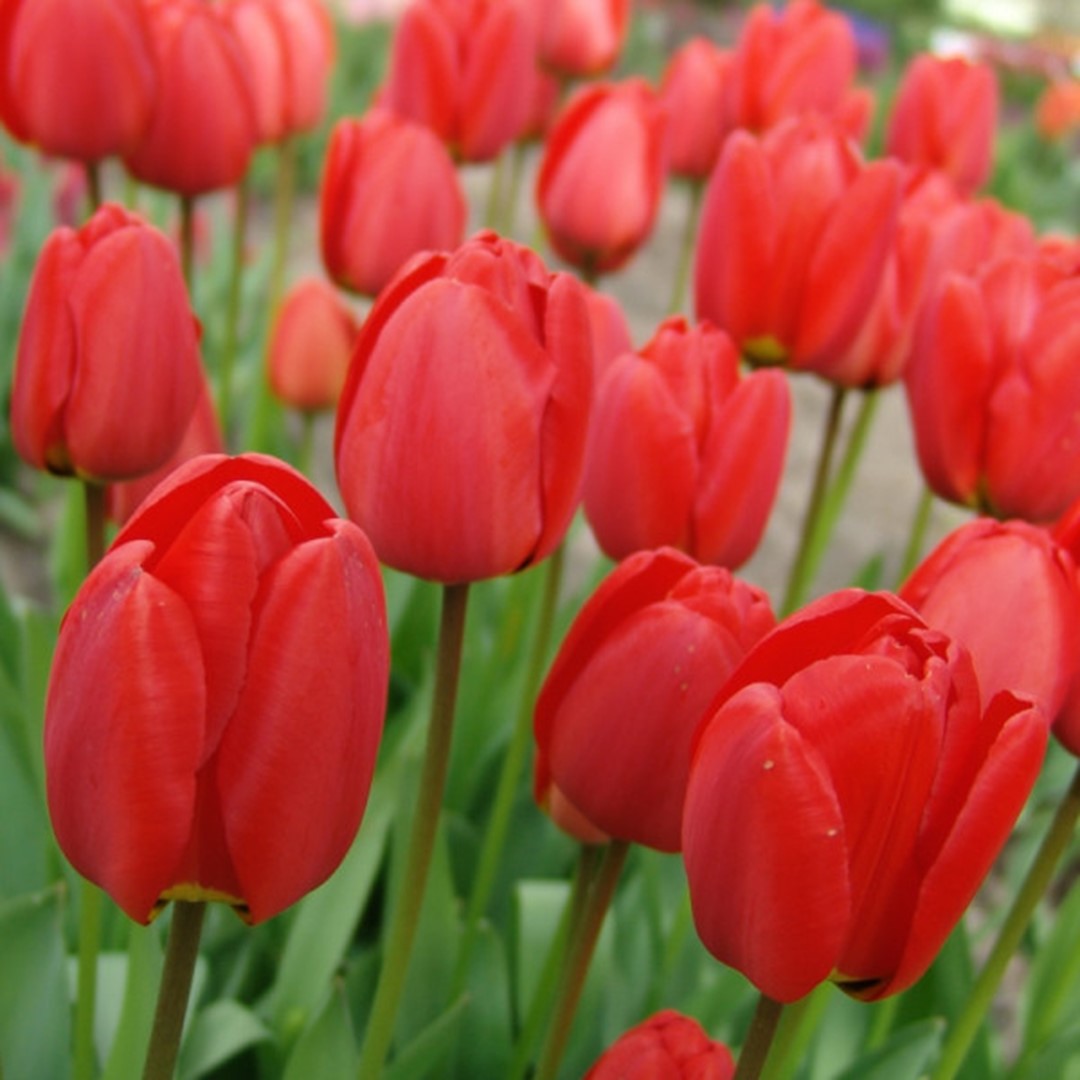 Tulp Darwin Parade x10