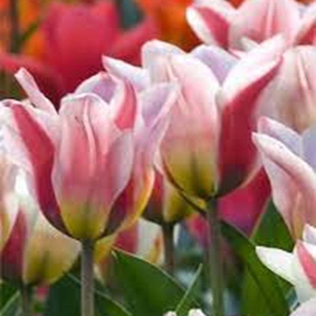 Tulp Greigii Mary Ann x7