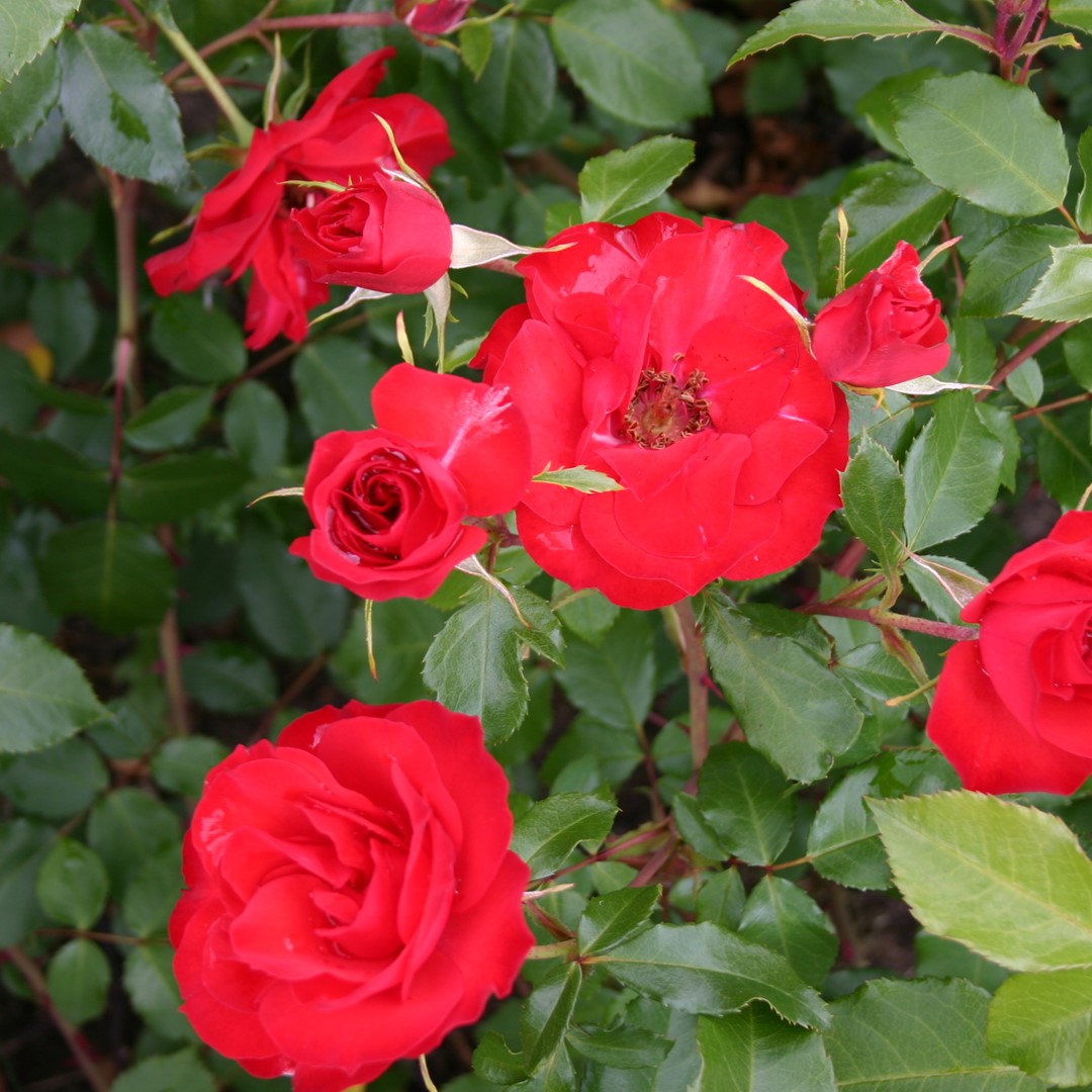 Red rose la