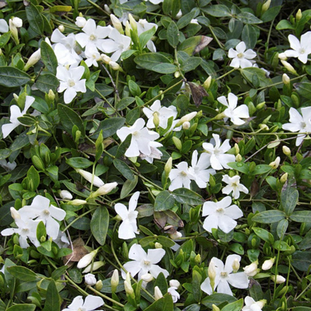 Vinca minor alba How to Grow and Care for Periwinkle Plants. 20200123