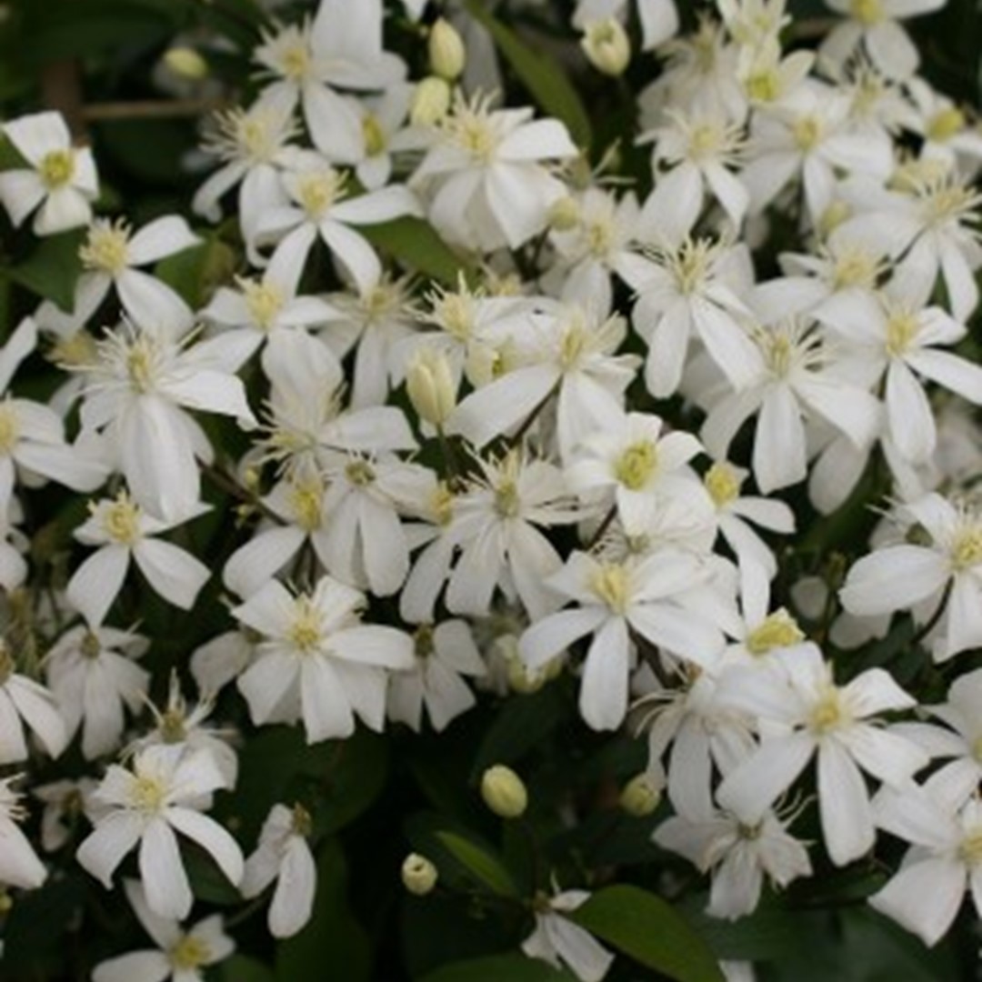 Clematis Pamela
