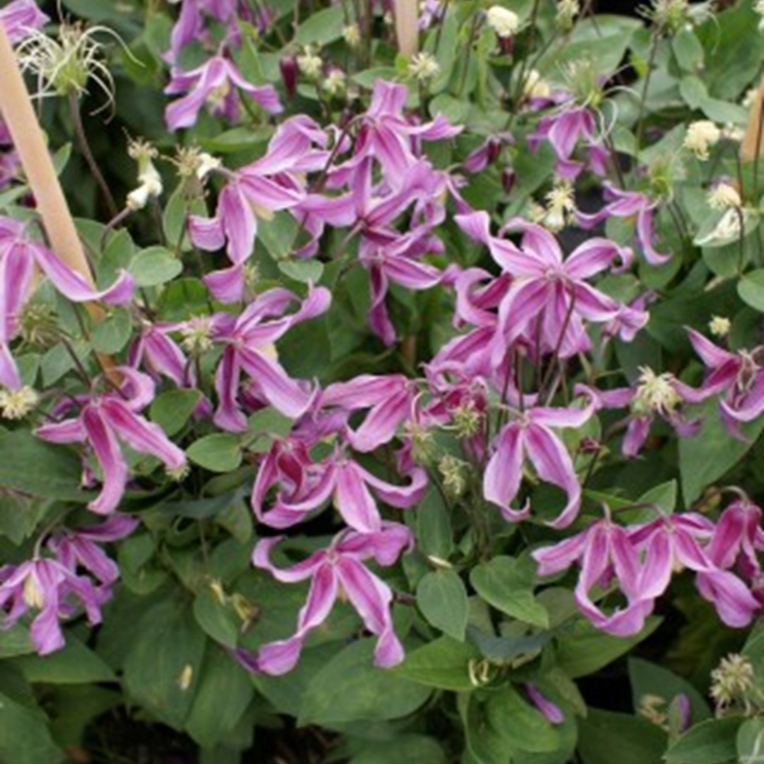 Clematis Pangbourne Pink