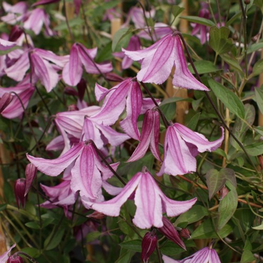 Clematis Pink Delight