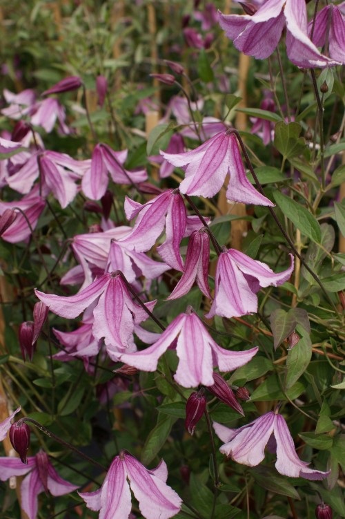 Clematis Pink Delight