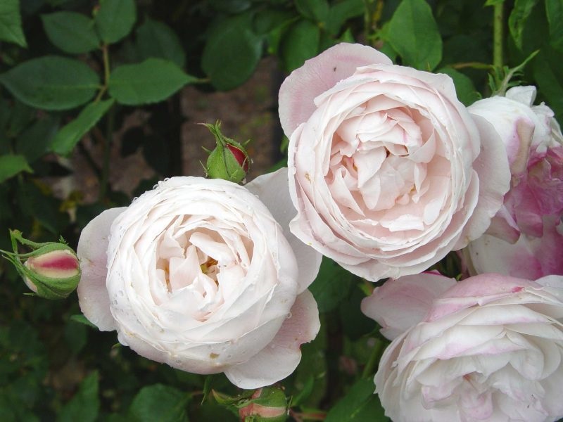 R Mme Zoetmans in pot