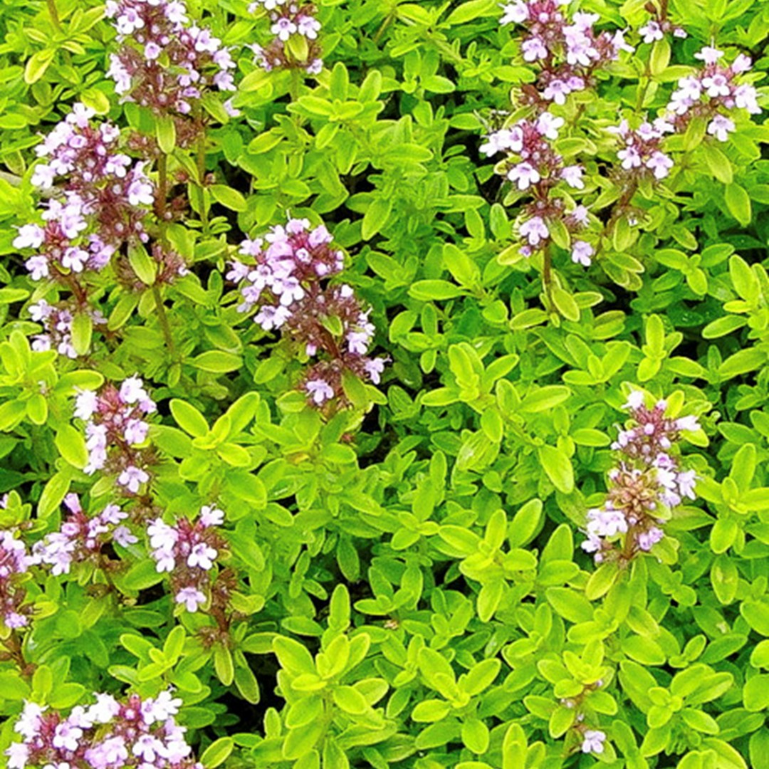 10x Thymus citriodorus Aureus (citroentijm) (per 10)